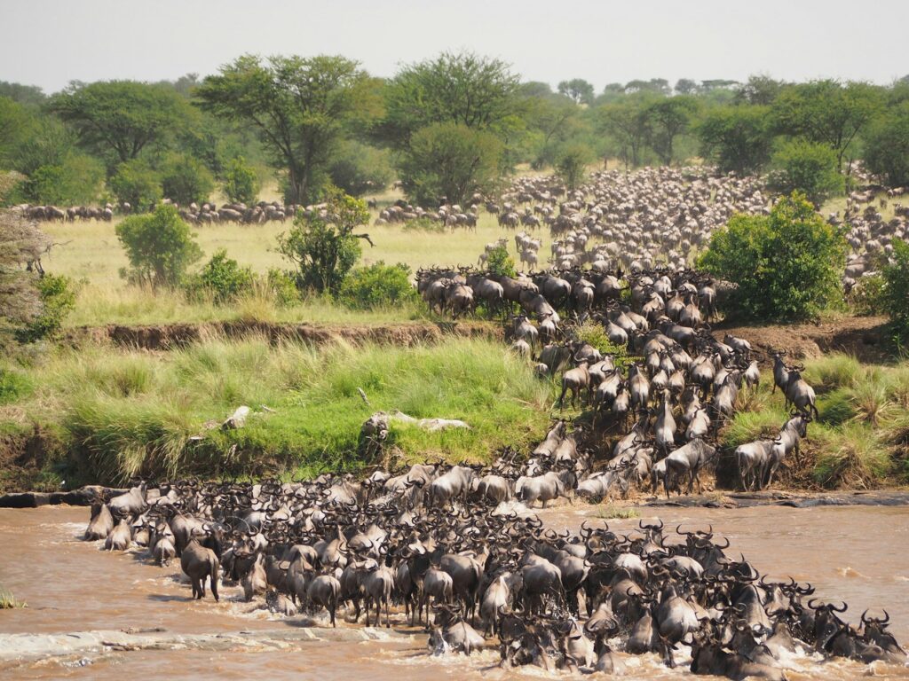 Migração de gnus no Serengeti